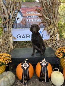 Pumpkin
